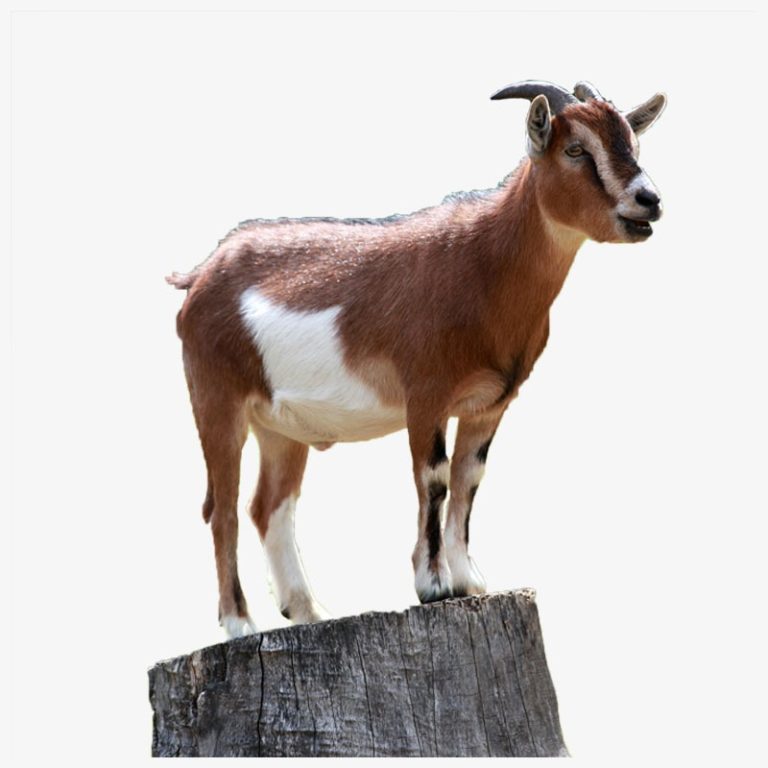 Goat Qurbani -  (1 Year of age and meat Approx 15 - 20Kg)