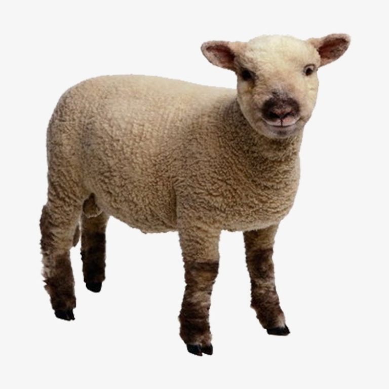 Lamb Qurbani -  (1 Year of age and meat Approx 18 - 22Kg)